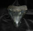 Beautiful Back / Inch Megalodon Tooth #575-2